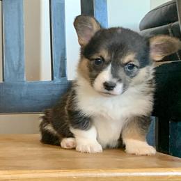 Pembroke Welsh Corgi Puppies from Nunas Corgis