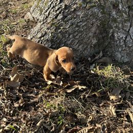 Boy 2 - Red male Dachshund puppy in Buchanan, Georgia from Kiser Creek Dachshunds