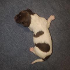 Kleine Munsterlander Puppies from Prairie State Kennel