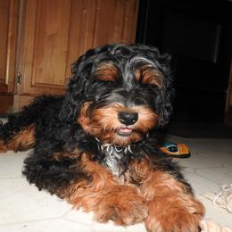 Sassy - Shichon