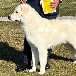 Kuvaszok from Galaxy Farms