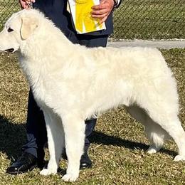 Kuvaszok from Galaxy Farms
