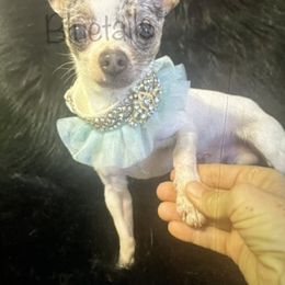 John - Chihuahua