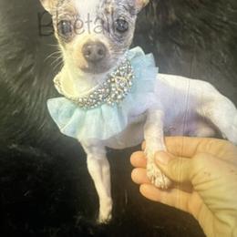 John - Chihuahua