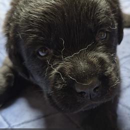 Sequoia red collar - Black female Labrador Retriever puppy in Greenwich, Ohio from Pure Gem Kennel