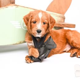 Boba - Red  male Goldendoodle puppy in Platteville, Wisconsin from Beck Kennel