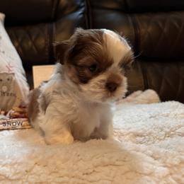Shih Tzu Puppies from Wood Foo Breeders
