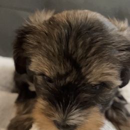 Yorkshire Terrier Puppies from Damien's Yorkshire Terriers