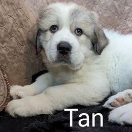Great Pyrenees Puppies from Duck Creek Poultry Place & Wilson's Waterfowl