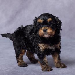 Bren - Black and tan male Cavapoo puppy in Apple Creek, Ohio from Grandeur Valley Puppies