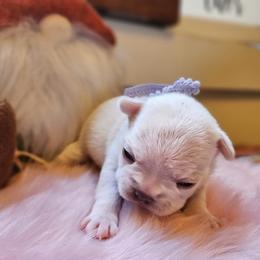 French Bulldog Puppies from Electric City Frenchies