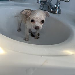 Chihuahua Puppies from CMW Interstellar Kennel