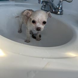 Chihuahua Puppies from CMW Interstellar Kennel