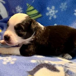 Kringle - Black tri male Miniature Australian Shepherd puppy in Port Saint Lucie, Florida from Charlene Brannon's Mini Australian Shepherds