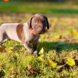 Kaju - Liver roan German Shorthaired Pointer puppy in Onalaska, Washington from Boonies Farms