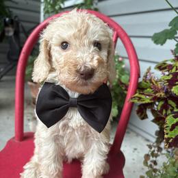 Hamlet - Cream male Labradoodle puppy in Camden, North Carolina from Oopsie Doodles of NC