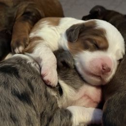 Tom Turkey - Brown and white male Aussiedoodle puppy in Fredonia, Pennsylvania from Drew’s Aussies & Doodles