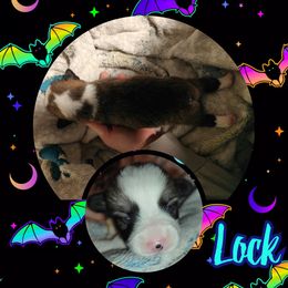 Lock - Sable male Pembroke Welsh Corgi puppy in Saint John, Washington from Fuzzbutt Farms LLC
