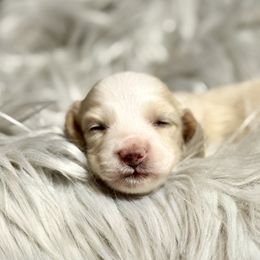 Boy 2 - Cream male Dachshund puppy in Bartlesville, Oklahoma from OkieDokieDox