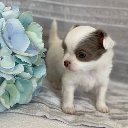 Boy A - Fawn and white male Chihuahua puppy in Chino Valley, Arizona from Lane’s Little Longhairs