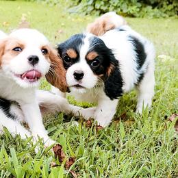 Cavalier King Charles Spaniels from Castle Grogan Cavaliers