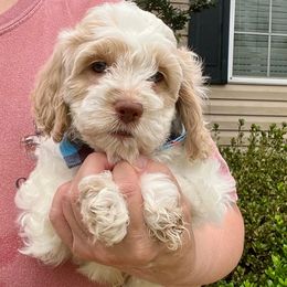 Ghost - Red roan male Cockapoo puppy in Mocksville, North Carolina from Little Bear Doodles