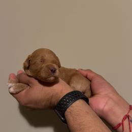 Purple, Mini - Red  female Goldendoodle puppy in Winston Salem, North Carolina from Shihtzuandoodlenc.LLC