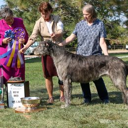 Ophelia - Irish Wolfhound