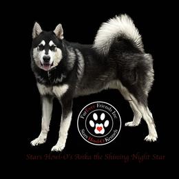 Anka - Alaskan Malamute