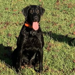 Ultra - Labrador Retriever