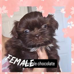 Girl 1 - Chocolate female Shih Tzu puppy in Victorville, California from 🩷CHAFFINO ADORABLE SHIH TZUS