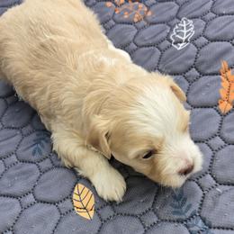 Finn - Cream male Maltipoo puppy in Brooksville, Florida from DeVall Maltipoos
