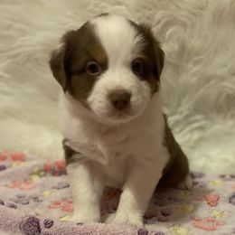 Boy 3 - Red tri Miniature Australian Shepherd puppy in Corydon, Indiana from Arbuckle’s Lookin Good Aussies (LGA)