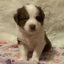 Boy 3 - Red tri Miniature Australian Shepherd puppy in Corydon, Indiana from Arbuckle’s Lookin Good Aussies (LGA)