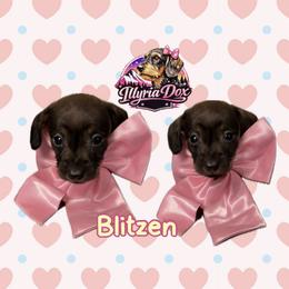 Blitzen - Wild boar female Dachshund puppy in Livingston, Kentucky from Illyria Dox & GSD