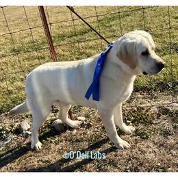 Fed-Ex - Labrador Retriever