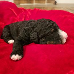 Red collar - Tri-color female Bernedoodle puppy in Shelby, North Carolina from Forever Grateful Doodles