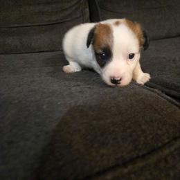 Boy 2 - Tri-color male Russell Terrier puppy in Kemp, Texas from Dodd's Shorty Jack Russells