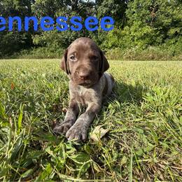 Tennessee - Liver roan male German Shorthaired Pointer puppy in Spring Valley, Wisconsin from Filipiak Breeders