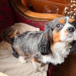 Cavalier King Charles Spaniel puppies from CreekSong Farm Cavaliers