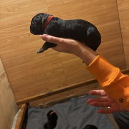 Boy 3 - Black and red male German Shepherd puppy in Snohomish, Washington from Wataha Shepherds