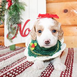 Cali - Parti female Goldendoodle puppy in Antlers, Oklahoma from Rocking H