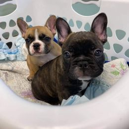 French Bulldog Puppies from Queens of the South