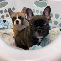 French Bulldog Puppies from Queens of the South