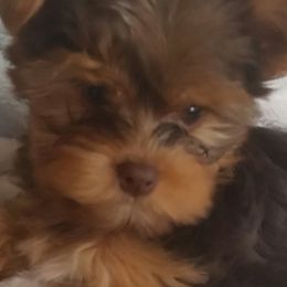 Yorkshire Terriers from Indian Oaks Yorkies