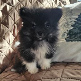 Artemis - Black parti female Pomeranian puppy in Youngsville, New York from Starlight Poms