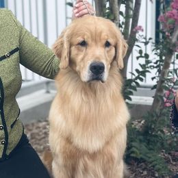 Australian Terriers, Chesapeake Bay Retrievers, and Golden Retrievers from Breezeswept Kennel