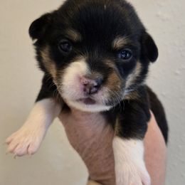 Pembroke Welsh Corgi Puppies from RJ's Corgis