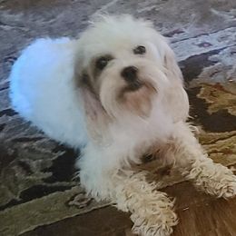 Sky - Cavapoo