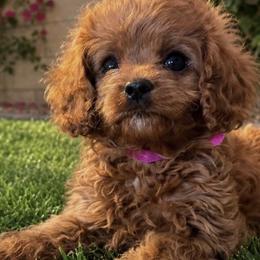 Trinket (Pink Collar Girl) - Red female Cavapoo puppy in Gilbert, Arizona from Azteddybeardoodles